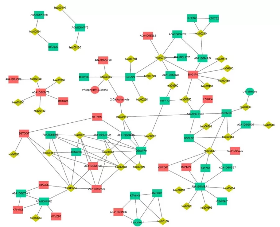 figure 5. KEGG pathway maps based on KGML